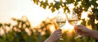 Two hands toasting with white wine glasses at sunset in vineyard with grape vines overhead creating romantic golden hour atmosphere for celebration.