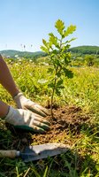 Hands protecting young oak sapling in rural landscape during reforestation project on sunny day with rolling hills and blue sky background for environmental conservation.