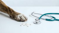Dog paw with white pills and teal stethoscope on white background for veterinary healthcare and pet medicine concepts.