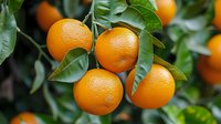 Fresh ripe oranges growing on tree branch with glossy green leaves in natural sunlight, closeup view showing textured citrus fruit peel and organic farming.