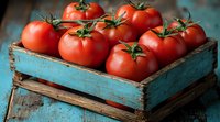 Fresh ripe red tomatoes with green stems in vintage turquoise wooden box on rustic table, farm harvest produce for healthy cooking and food styling.