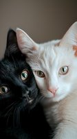 Close-up portrait of black and white cats with bright eyes sitting together, showing contrast between dark and light fur, creating emotional pet photography composition.