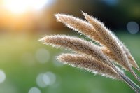 Soft brown pampas grass plumes swaying against blurred green background with golden bokeh lights creating dreamy natural atmosphere.