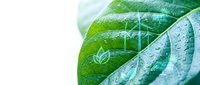 Fresh green leaf with water droplets showcasing natural texture and veins for eco-friendly designs, wellness concepts, and organic product marketing materials.