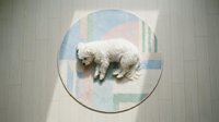 Fluffy white dog sleeping on round pastel geometric patterned rug, overhead view for pet care, home decor, and lifestyle content.