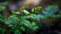 Young green fern fronds emerging in forest with soft bokeh background. Fresh spring growth in natural woodland environment for nature and botanical themes.
