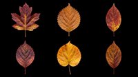 Autumn leaves in various shapes and colors isolated on transparent background, ready for fall designs, t-shirt prints, stickers, clipart, and sublimation projects.