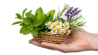 Fresh herbs and flowers in wicker basket held in cupped hands on white background. Natural medicine, aromatherapy and organic gardening concept.