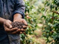 Farmer holding harvested coffee beans in hands at plantation, showcasing fresh crop yield and agricultural harvest for farming, agriculture, and food production concepts.