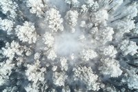 Aerial view of snow-covered forest in winter with white frosted treetops creating abstract pattern against misty background, captured by drone photography.