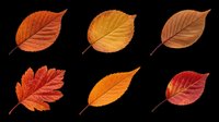 Autumn leaves in various shades of orange, red, and brown isolated on transparent background. Ready for t-shirt designs, clipart, stickers, sublimation, print-on-demand products and digital crafts.