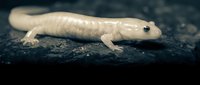 Pale pink axolotl salamander resting on dark volcanic rock surface against blurred background for aquatic pet and amphibian research content.