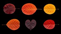 Six colorful autumn leaves in red, orange, and yellow tones, isolated on transparent background, ready for seasonal clipart, stickers, t-shirt design, and print on demand.