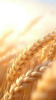 Golden wheat ears in warm sunlight close-up with soft focus background. Agricultural field at sunset creates dreamy harvest atmosphere.
