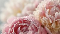 Soft pink peony flowers with delicate petals and water droplets creating romantic floral background for wedding invitations and spring decorations.