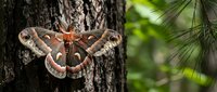Large cecropia moth with distinctive eyespots resting on pine tree bark in natural forest habitat showcasing intricate wing patterns and colors.