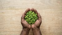 Green cardamom pods held in cupped hands against wooden surface, representing organic spice harvesting, sustainable agriculture, and natural food ingredients for culinary use.