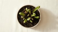Young green seedlings sprouting from dark soil in terracotta pot, overhead view of fresh plant growth and gardening concept for organic farming projects.