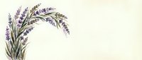Lavender sprigs arranged in elegant corner border on cream background for botanical design projects and natural wellness branding materials.