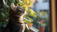 Curious tabby cat looking up at window with soft natural lighting, green plants in background creating cozy home atmosphere. For pet photography and lifestyle content.