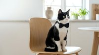 Elegant black and white cat wearing formal bow tie sitting on wooden chair in bright modern interior with natural window light.