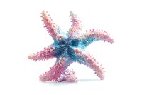 Pink and blue starfish with detailed spiny texture isolated on white background, marine life decorative element for creative projects and designs.