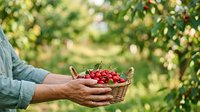 Farmer holding basket of fresh red currants in orchard garden during harvest season outdoors.