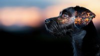 Black dog profile portrait with creative double exposure effect showing city lights and sunset sky merged with fur texture, artistic pet photography.