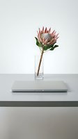 Single pink protea flower in glass vase on modern desk with closed laptop creating minimalist workspace arrangement for home office interior design.