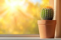 Small round barrel cactus in terracotta pot on windowsill against warm golden sunlight and blurred background, creating cozy home atmosphere.