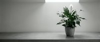 Minimalist interior with green houseplant in ceramic pot on concrete surface against white wall creating serene modern home decor atmosphere.