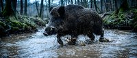 Wild boar crossing muddy forest stream in natural woodland habitat during winter season creating splashes in shallow water.