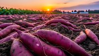 Fresh purple sweet potatoes harvested at sunset in agricultural field with golden sky background for organic farming and healthy food concepts.