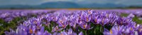 Purple saffron crocus flowers blooming in vast field during harvest season. Agricultural landscape with mountains in background for culinary and spice industry.