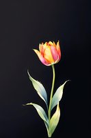 Elegant single tulip with vibrant orange and pink petals against dark background, perfect for greeting cards, floral designs and romantic themes. Minimalist botanical art.