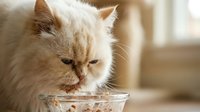 Fluffy cream-colored Persian cat drinking fresh water from glass bowl in bright sunlit home interior showcasing pet care and hydration needs.
