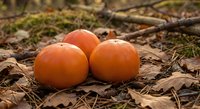 Fresh orange persimmons resting on autumn forest floor among fallen leaves and twigs. Seasonal harvest fruit in natural woodland setting.