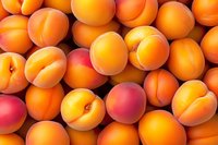 Fresh ripe apricots background with natural orange and pink colors, full frame close up view of organic summer fruits arranged in rows.