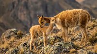 Vicuña mother with young cria in Andean highlands during golden hour. Wildlife family bond in natural mountain habitat with warm sunlight and rocky terrain.