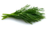 Fresh green dill sprigs isolated on white background, aromatic culinary herb with delicate feathery leaves, raw organic produce for cooking and garnish.