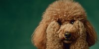 Adorable brown toy poodle with fluffy curly coat against green background. Cute small dog portrait for pet care, grooming services, and animal lover designs.