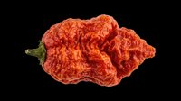 Dried red hot chili pepper isolated on transparent background, ready for t-shirt design, stickers, clipart, print on demand, and sublimation projects.