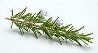 Fresh rosemary herb sprig with purple flowers isolated on white background for culinary cooking seasoning and natural medicine aromatherapy applications.