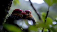 Two colorful tropical birds with red heads and yellow beaks perched together on tree branch in rainforest during rainfall with water droplets and green foliage.
