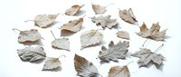 Collection of dried autumn leaves in neutral beige and brown tones scattered on white background for seasonal crafts and natural decoration projects.