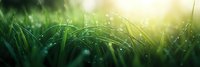 Fresh green grass blades with morning dew drops in sunlight, natural bokeh background creates dreamy atmosphere for nature and spring concepts.