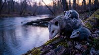 Virginia opossum mother carrying babies on her back along a mossy log by a forest river at dusk, wildlife nature scene.