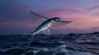 Flying fish leaping from ocean waves against dramatic purple sunset sky. Marine wildlife in natural habitat showcasing aquatic animal behavior and movement.