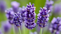 Purple lavender flowers blooming in garden with soft blurred background. Aromatic herb spikes in natural outdoor setting for wellness and relaxation themes.