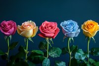 Five colorful roses in a row - purple, peach, pink, blue and yellow blooms with green stems and leaves against dark blue background for floral arrangements.